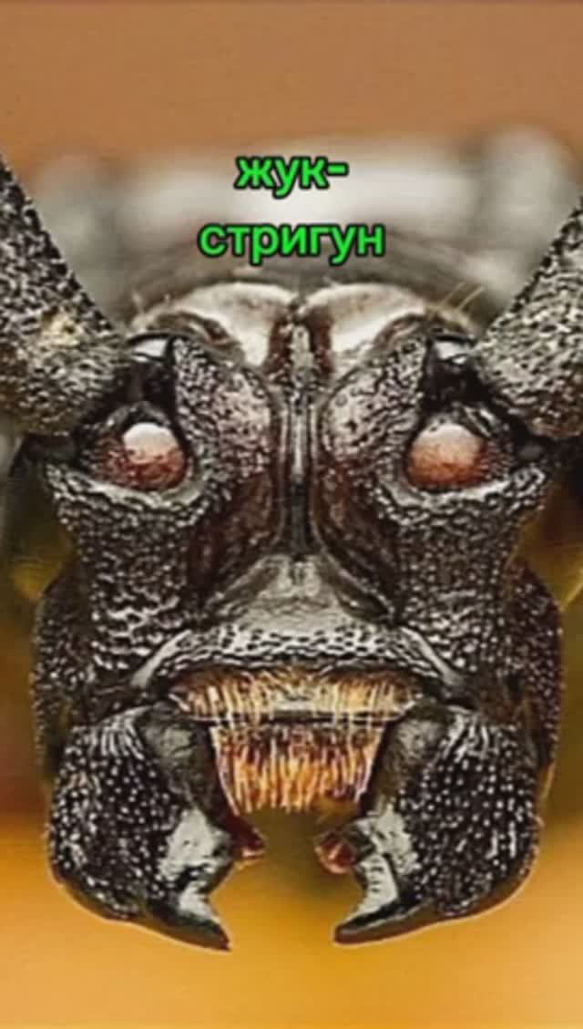 Букашки.#мирживойприроды#насекомые