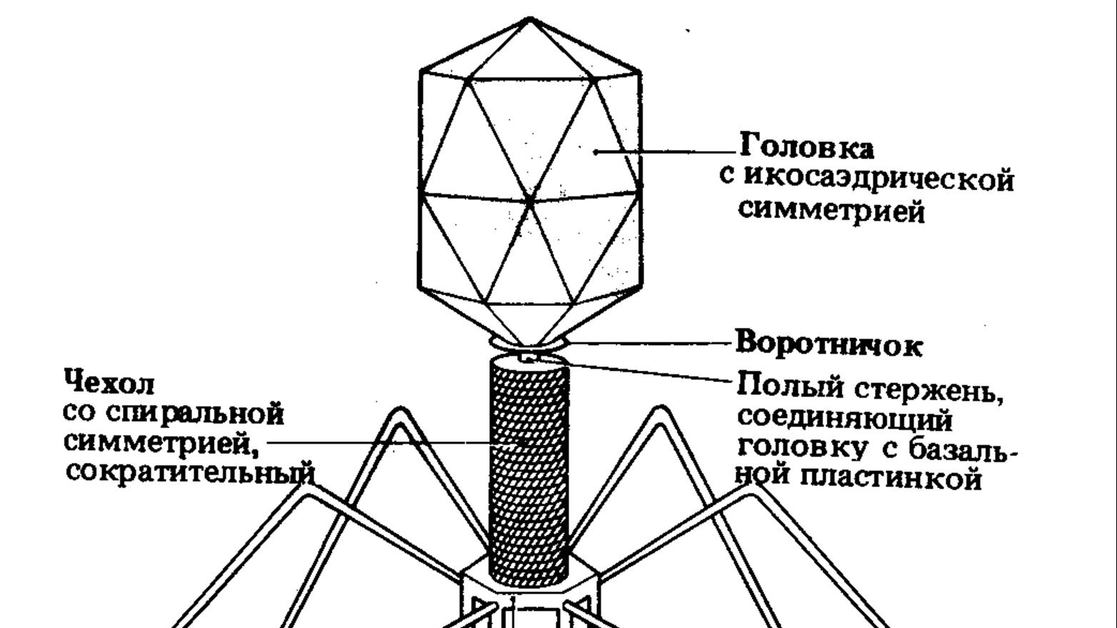 Парадокс Хенкина