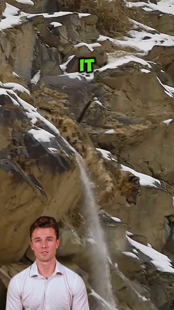 -aqq1YuE23o - A snow leopard chased a mountain goat, causing it to fall off a 100-meter cliff #short