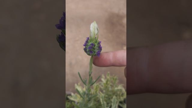 Вы перепутали сорт?! Такую лаванду я ещё не видела!