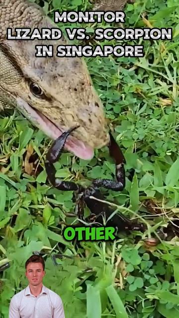FtTyXkM1Tuc - Rare Encounter： Monitor Lizard vs. Scorpion in Singapore #shorts #animals #viral #fact