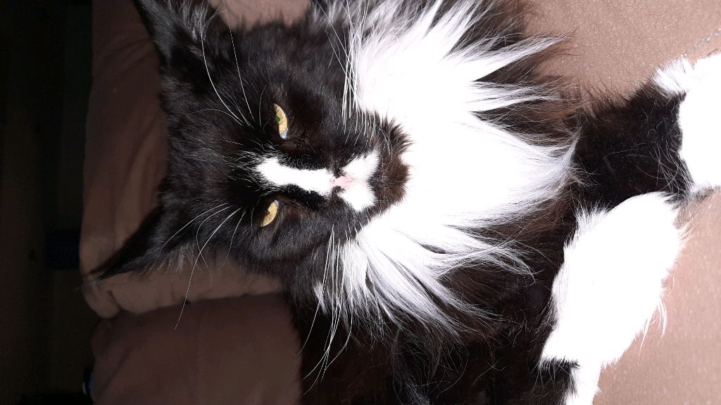 Стрим живём в машине