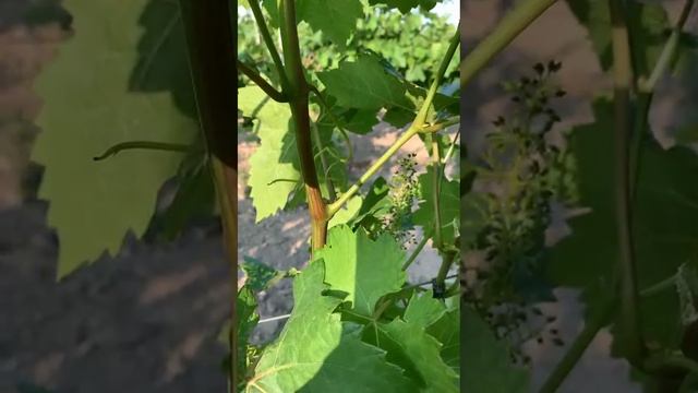 Основные способы пасынкования винограда