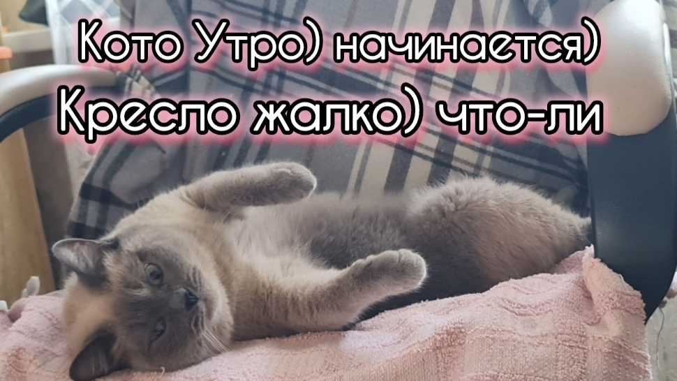 Кото Утро Доброе). Кресло жалко