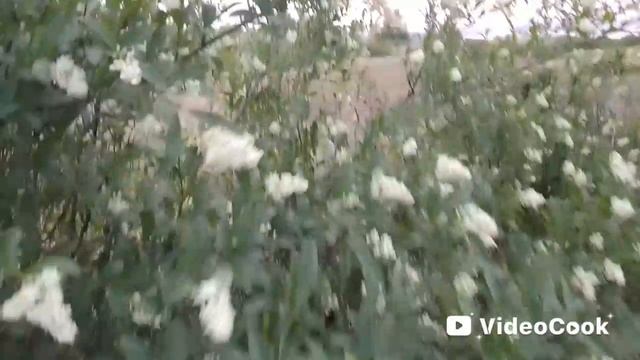 Стас Ярушин - Свадебная