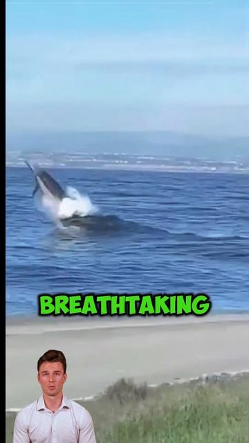 0X1Ats3D2cI - ＂The Shadows Beneath＂ #shorts #animals #wildlife #duet #viral #facts