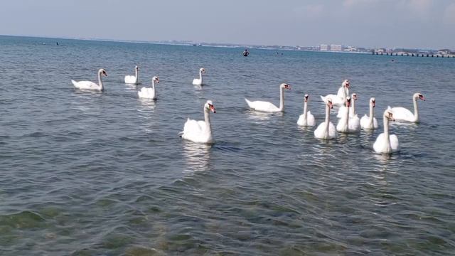Лебеди обычно ныряют под воду. Благодаря своей длинной шее птица может погрузиться на глубину  90.см