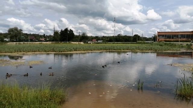 11-06-2025  пруд утки распаковка чек