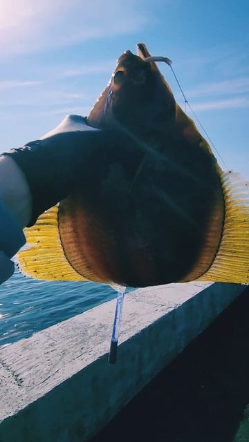 11 июня 2025 год. Рыбалка на работе, на пирсе.! #nastikae #fishing #минтай #камбала #каменушка