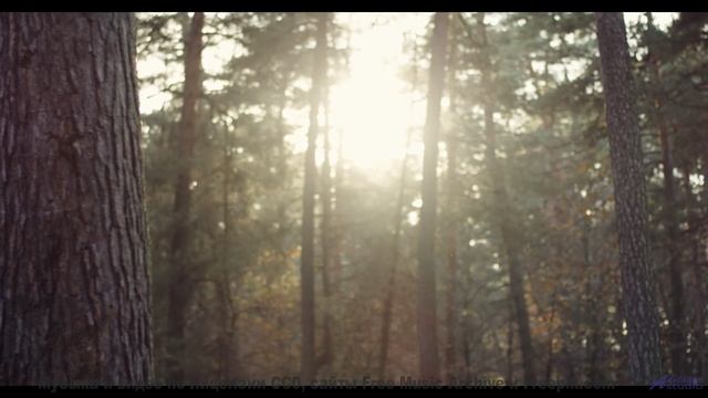 Вы не слышали море таким, пока не включили этот трек! - Come to Caerphilly -- Ayla Nereo -- Play Me