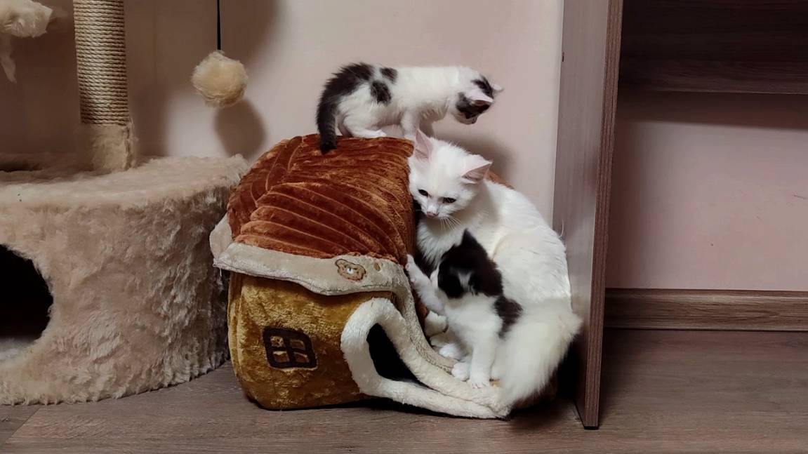 Мама-кошка и ее милые котята. Видео с котятами. Заботливая мама-кошка Милые котята