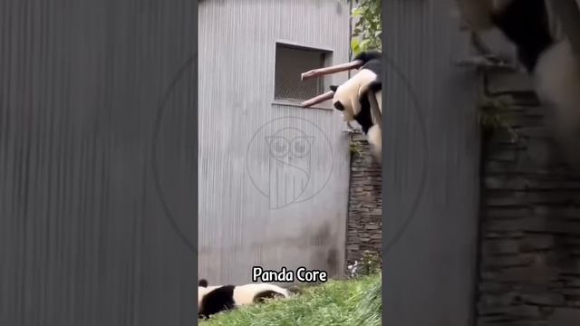 IuNCXoAhAdA - Panda Core part 2 #AnimalWorld #FunnyVideos #CutePetDebutPlan #FunnyAnimals #Dog #shor