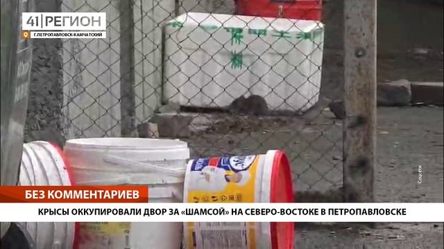 КРЫСЫ ОККУПИРОВАЛИ ДВОР ЗА «ШАМСОЙ» НА СЕВЕРО-ВОСТОКЕ В ПЕТРОПАВЛОВСКЕ• БЕЗ КОММЕНТАРИЕВ