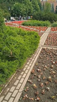 11-06-2025красивые цветы