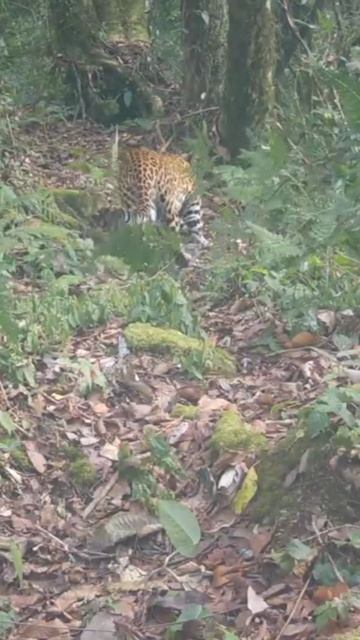 🐆Фотоловушка «поймала» леопарда в Тибете