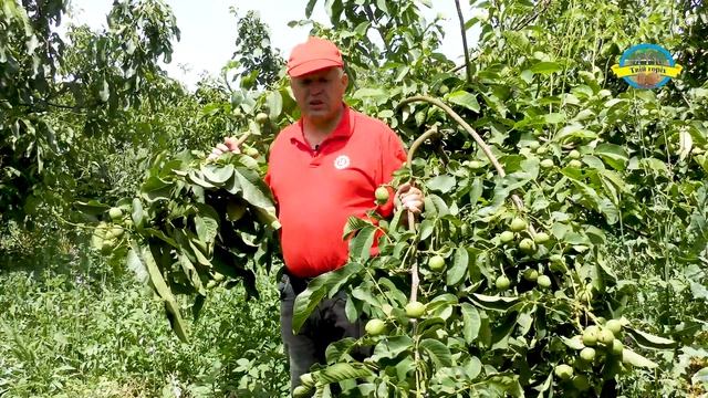 №217 Горіх Юкалівський - 14. Особливості сорту. П'ятий рі?