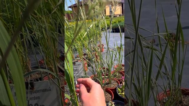 Душевик котовниковый 200р Пишите в ватсап +79081463844 Мария. Вышлю вам каталоги и условия заказа.