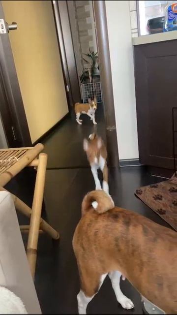 VID-20240828-WA0008.mp4