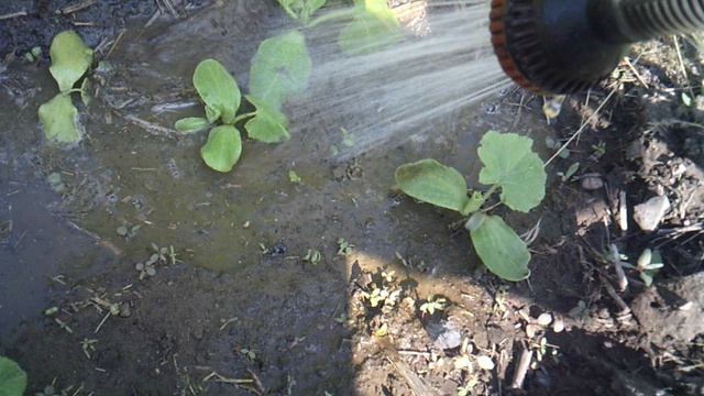 Обзор лунки с тыквой Богатырская сила и кабачком Цукеша.