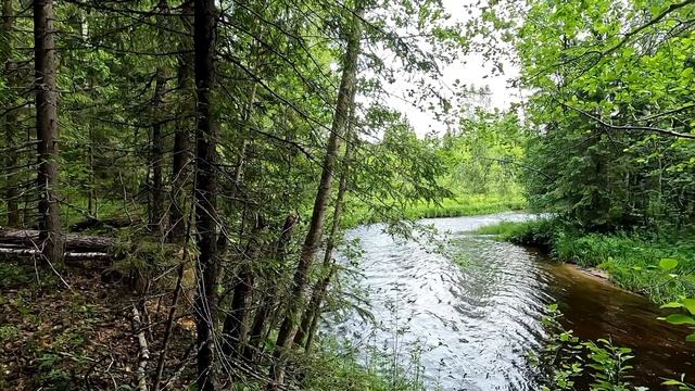 Там, где водится хариус👍👍👍 Реки Архангельской области.
