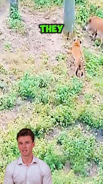 QScuD3qBdf4 - The boar released four tigers, the process exceeded all expectations #shorts #animals