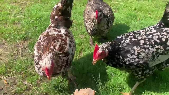 Лето в деревне! Кормим курочек, отдыхаем