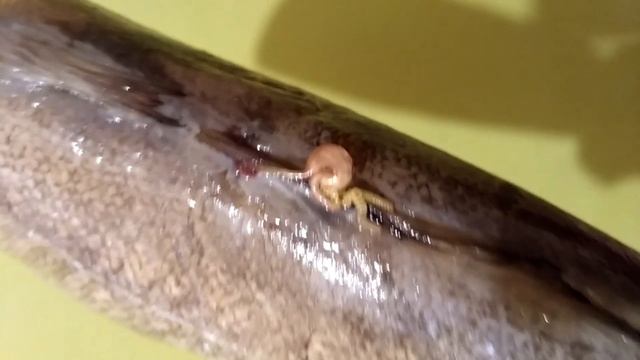Паразиты в рыбе Хек Parasites in fish Hake