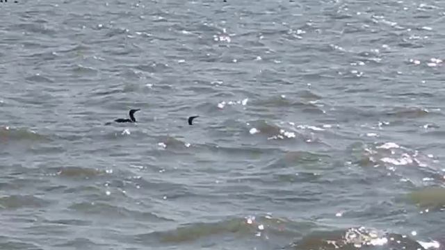VID-20250611-WA0069.mp4