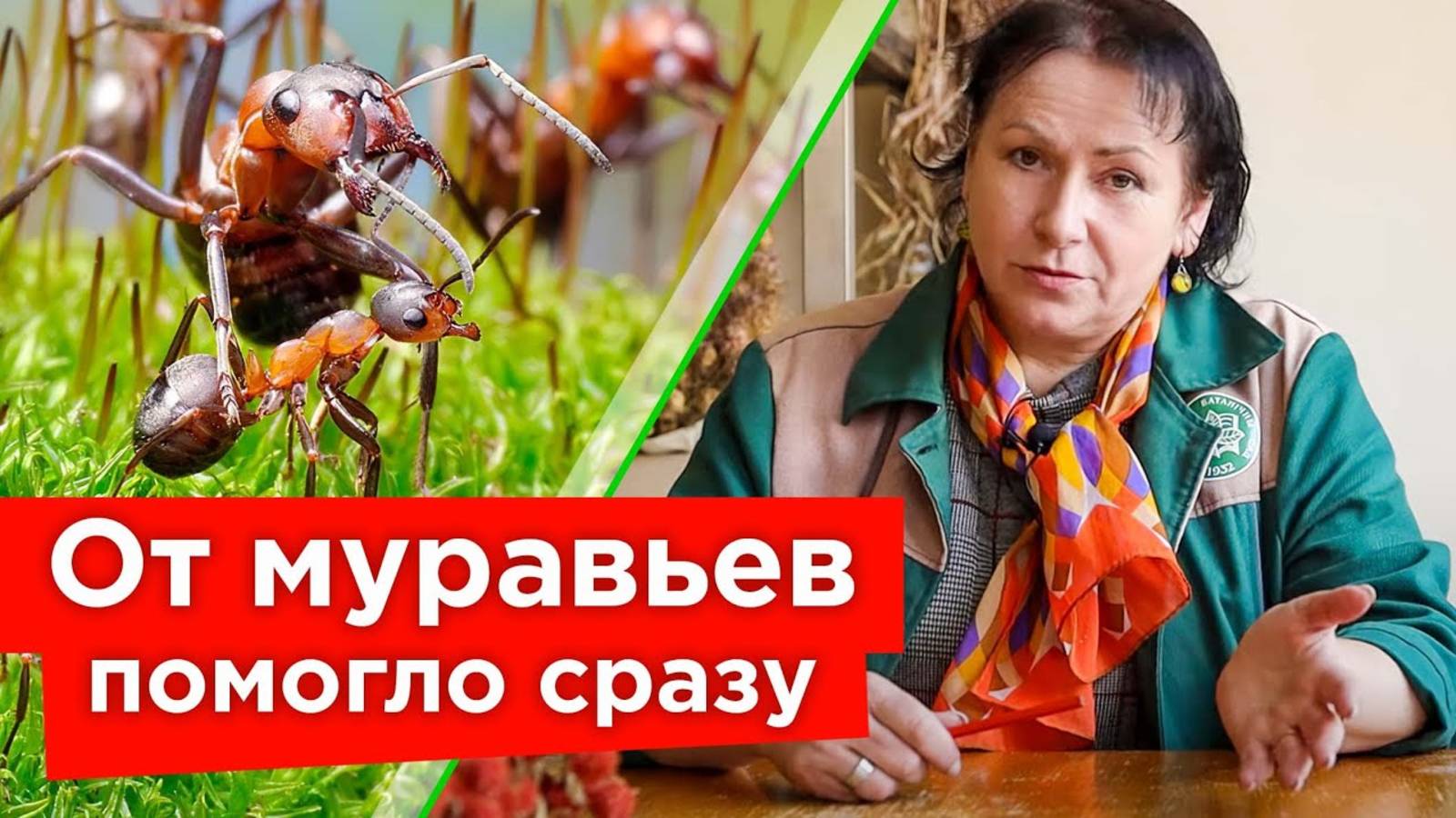 МУРАВЬИ БОЯТСЯ ЭТОГО КАК ОГНЯ! Эффективные способы борьбы с муравьями от народных до тяжелой химии
