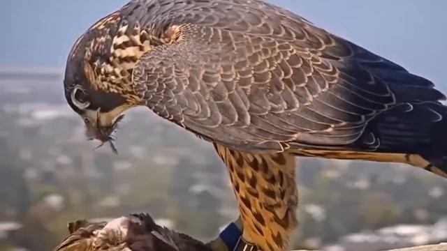 САПСАН (360км/ч) - самая быстрая и смертельно точная птиц