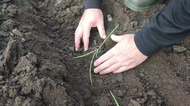 Сажаю лук порей
