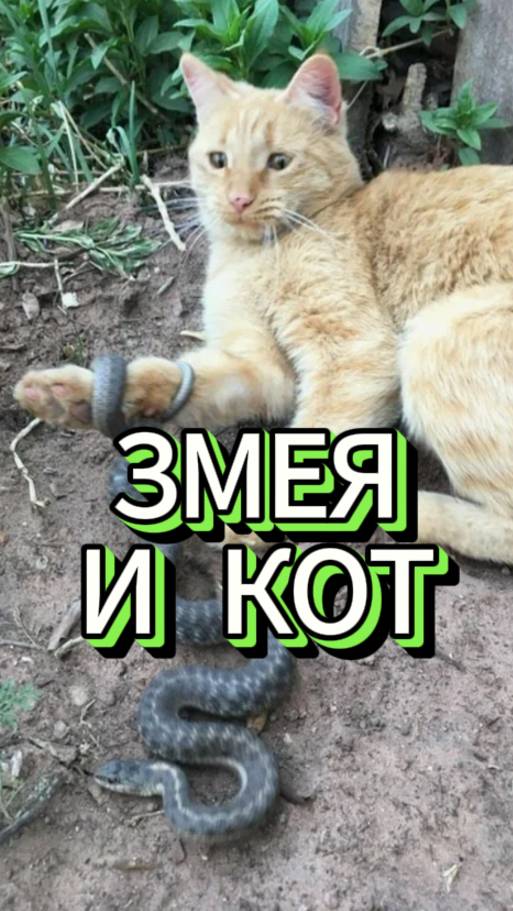 Змея и Кот