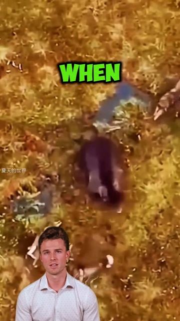 V2WSE_VTb64 - ＂Pack vs. Power： Wild Wolves Outmaneuver Solo Bear in Tactical Showdown＂ #shorts #anim