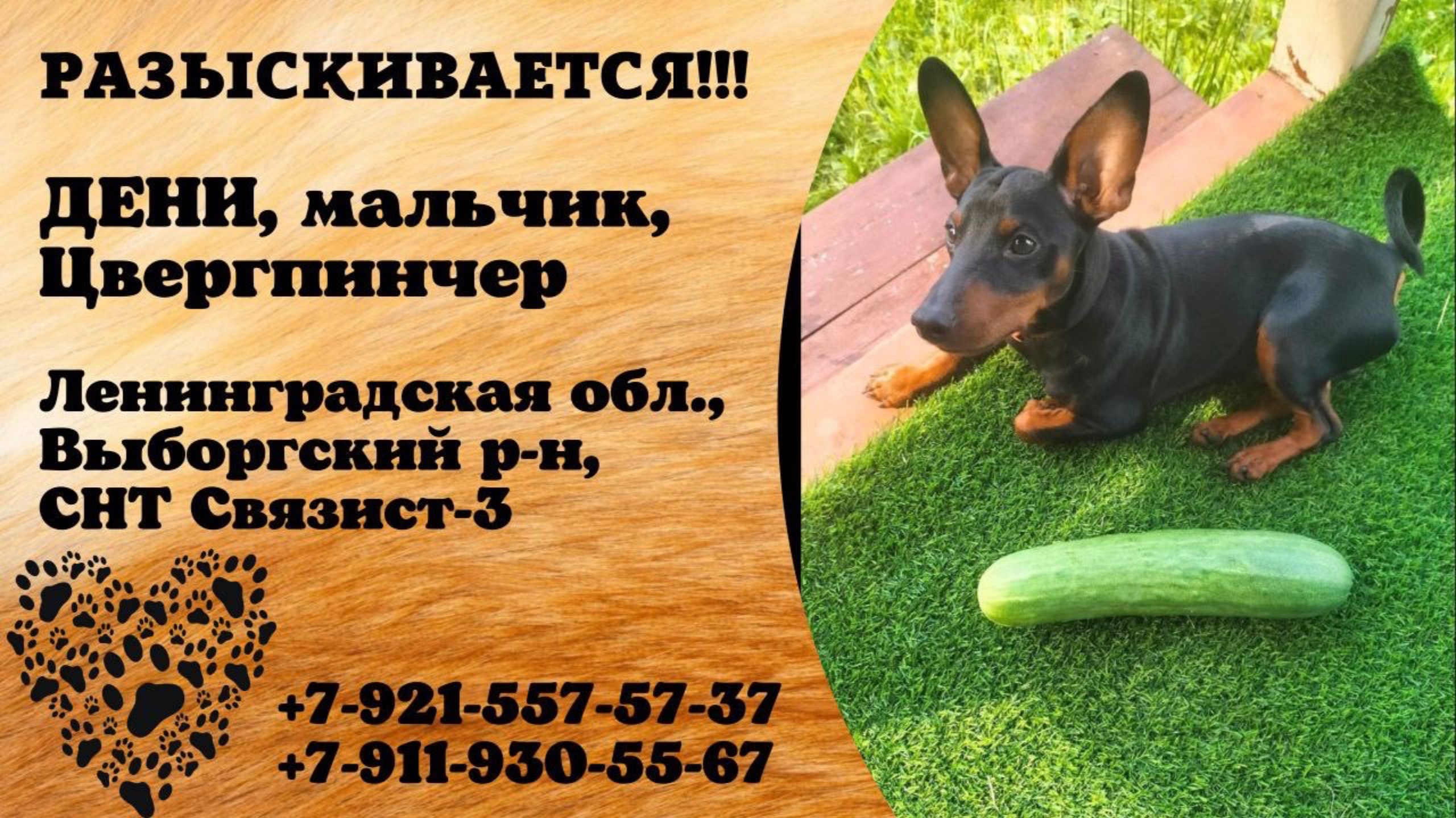 Пропала собака! ДЕНИ, мальчик, Цвергпинчер. Ленинградская обл., Выборгский р-н, СНТ Связист-3.