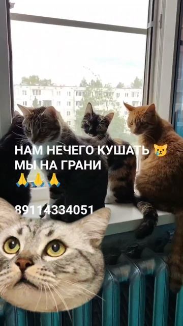 ЧЕЛОВЕК ПОМОГИ 🙏🆘