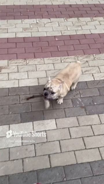 Один день из жизни французского бульдога.