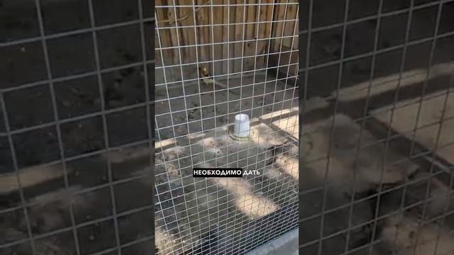 Дайте фазану быть фазаном [get-save.com]