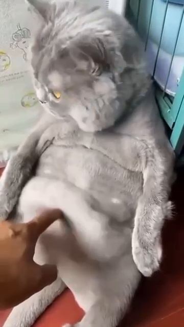 КотоФан 16