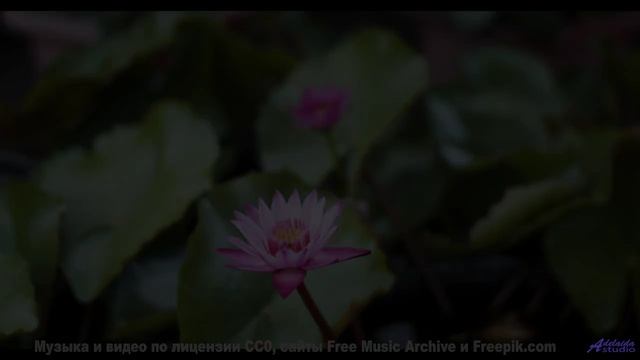 Мелодия звучит так, будто создана самой природой - Symphony No. 1 II. Truth -- Steve Combs -- Sympho