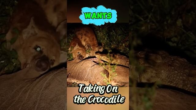 35Z73poxCEs - The Hyena's Fearless Feat： Taking On the Crocodile #shorts #animals #wildlife