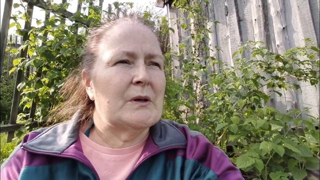 10.06.2025. В теплице поспевает урожай. Гнездо в крапиве. Создаю комфортные условия для огурцов.