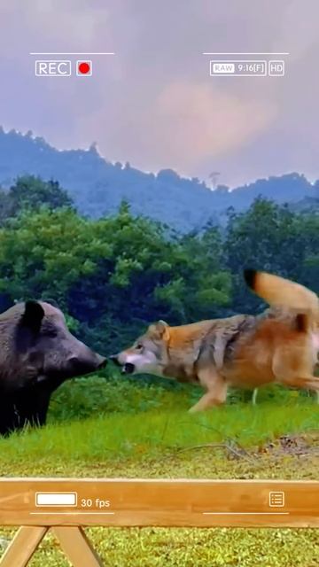XnO9gfPBsng - Boar Meets Wolf： Close Encounter #shorts #wildlife #animals #viral