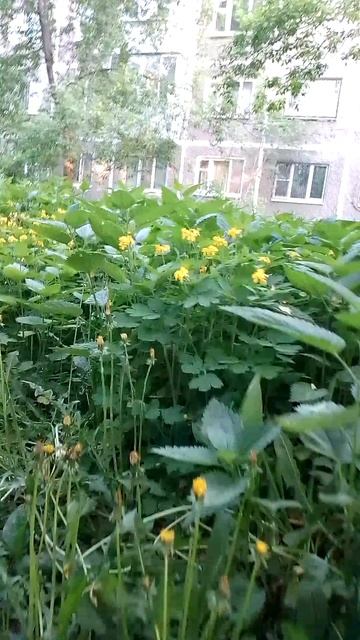 Много травы, словно в лесу