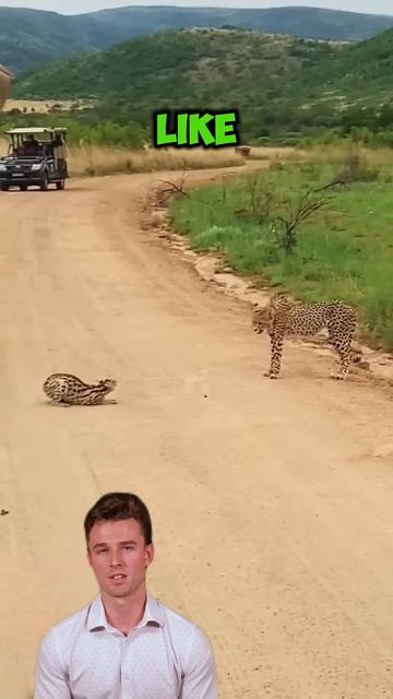 SNdbsmq5B6g - ＂Apex Clash： Leopard's Ruthless Encounter＂ #shorts #animals #wildlife #wildlifestories