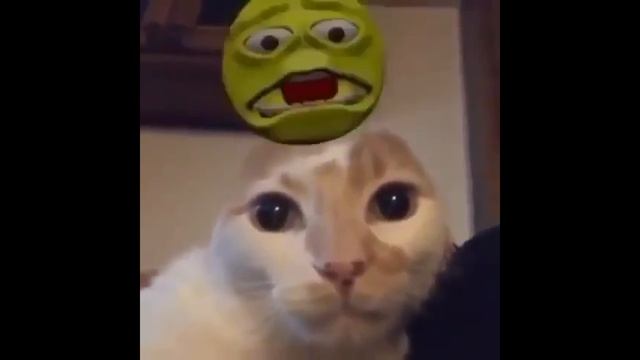 ЗЛОЙ КОТ ЧТО ВООБЩЕ ТВОРИТ Я В ШОКЕ