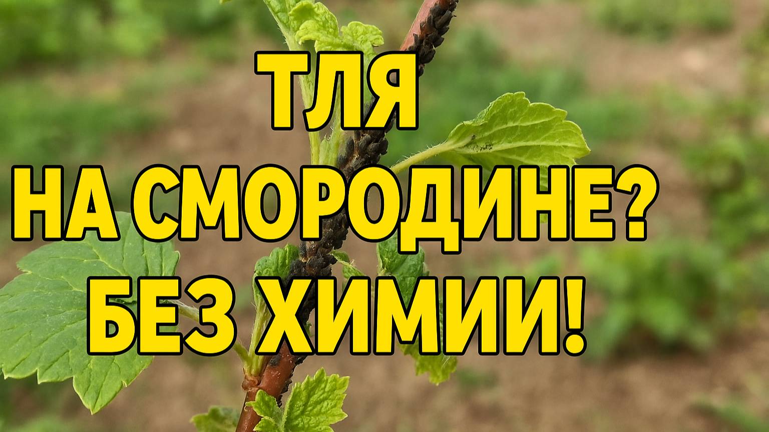 Тля на смородине? Спасай кусты без химии!
