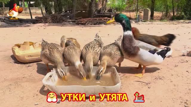 Утки с Утятами гармония во дворе 🦆🤗❣️(57)