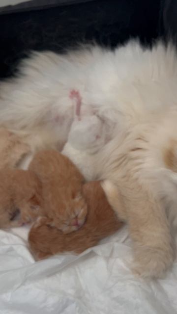 Зефирка и Котлетка теперь счастливые родители 🤱🙇😁 #кот #котик #котята #милыйкотик #cat