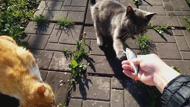 Бегемошка спрятала котят.
