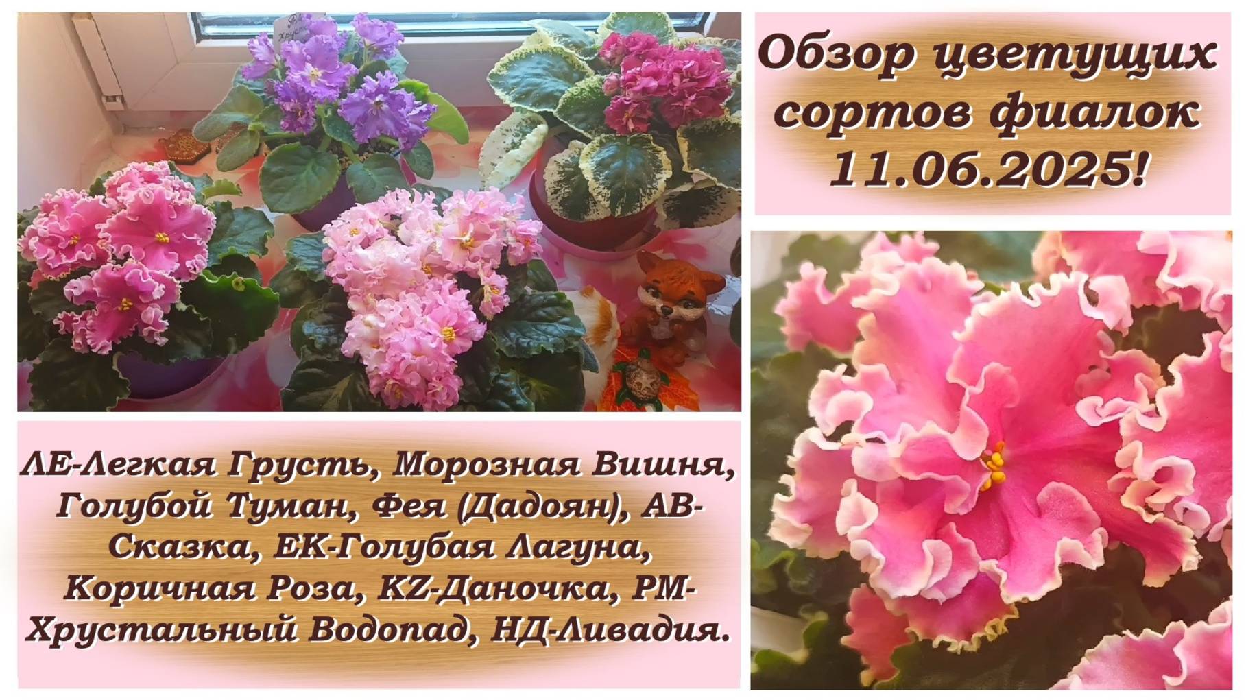 Обзор цветущих сортов фиалок 11.06.2025!